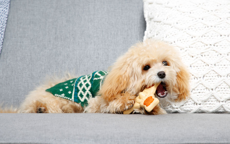 Small dog chewing on Hartz  Chew n Clean Tri-Point Dog Toy. A dental dog treat for dogs.