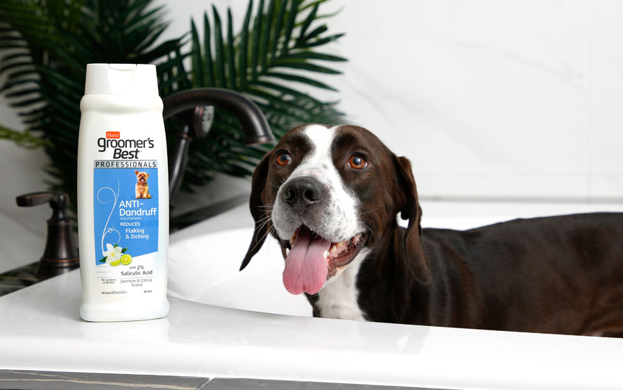 Dog in bathtub with Hartz groomer's best anti dandruff grooming shampoo.