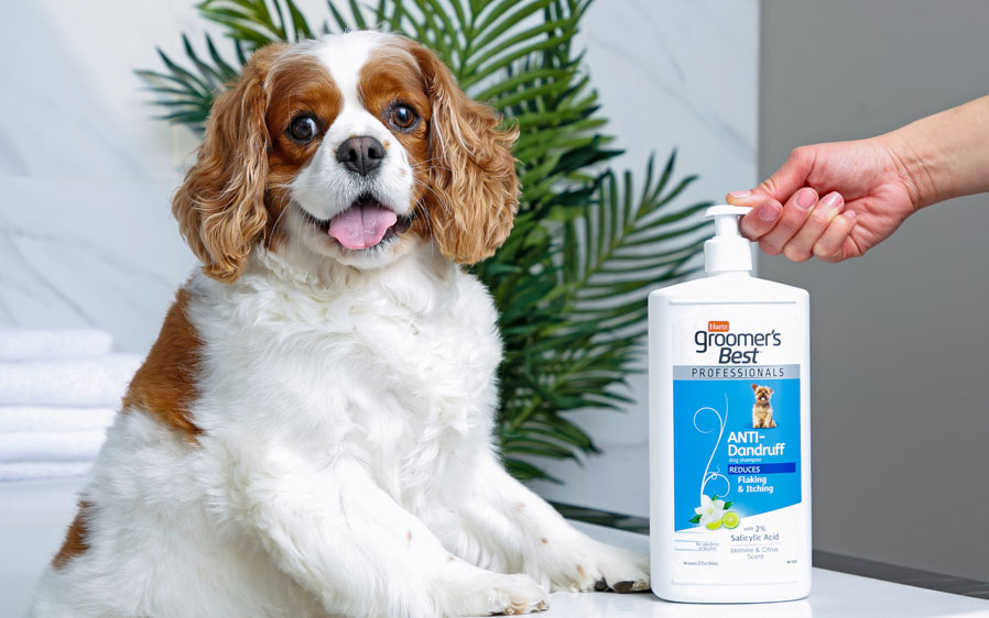 Dog in bathtub with Hartz groomer's best anti dandruff grooming shampoo, 32oz. bottle.