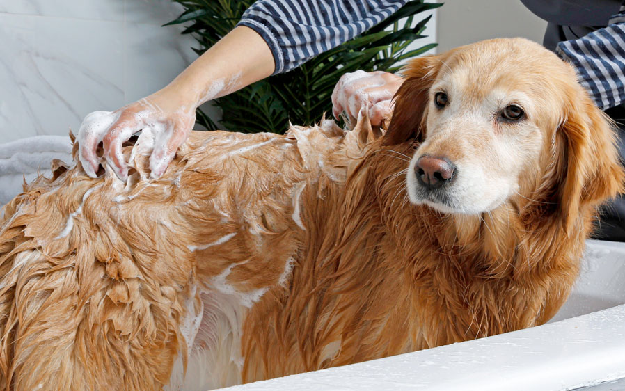 Hartz groomer's best dog grooming shampoo. Image of the full line of dog grooming shampoo.