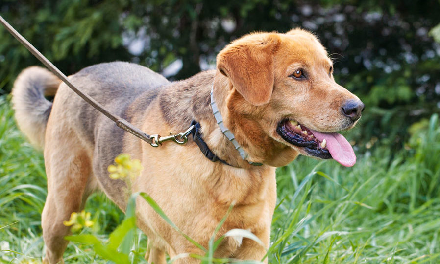 Dog walking in grass with Hartz InControl flea & tick collar