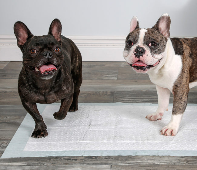 Two dogs demonstrating Hartz Home Protection Odor Eliminating Mopuntain Fresh dog pads.