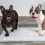 Two dogs demonstrating Hartz Home Protection Odor Eliminating Mopuntain Fresh dog pads.