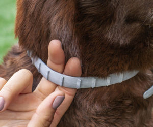 Dog wearing a flea and tick collar.