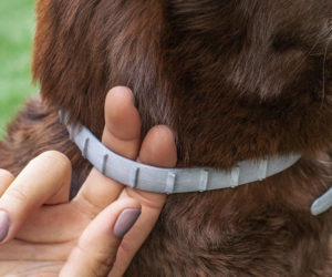 are hartz flea collars safe for dogs