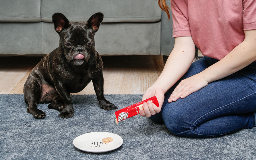 Dog waiting patiently for delectables squeeze up dog treat.