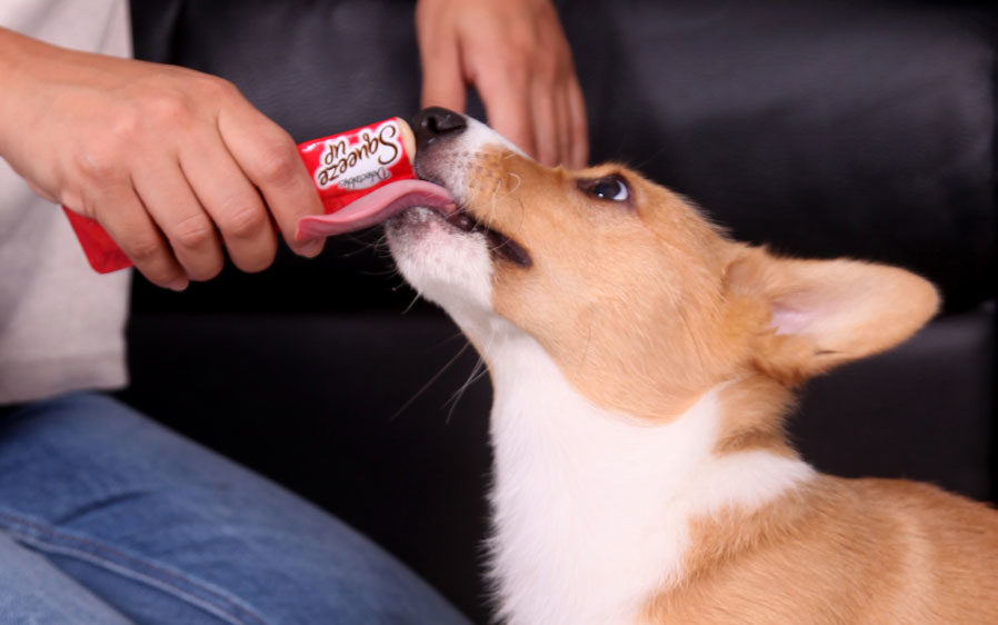 Dog being fed delectables squeeze up for dogs.