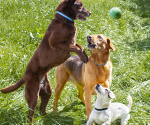 Dogs wearing Hartz ProMax flea and tick collars for dogs playing in the tall grass.