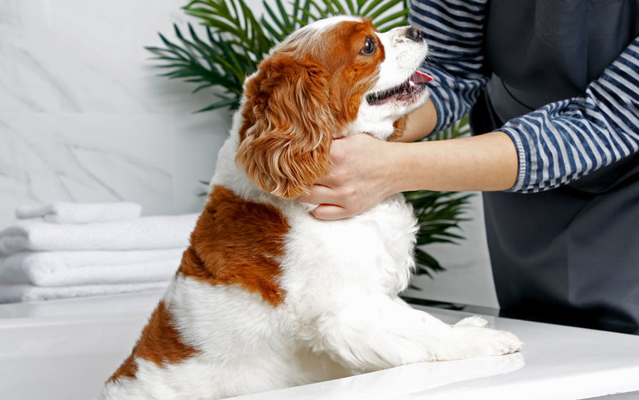 Dog being bathed with Groomer's Best Professionals dog shampoo.