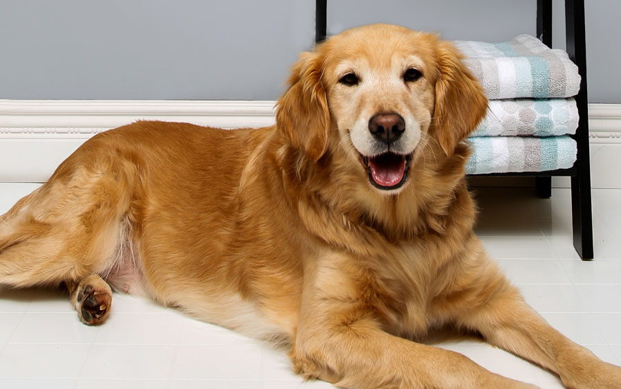 Clean dog bathed with Groomer's Best Professionals shampoo for dogs.