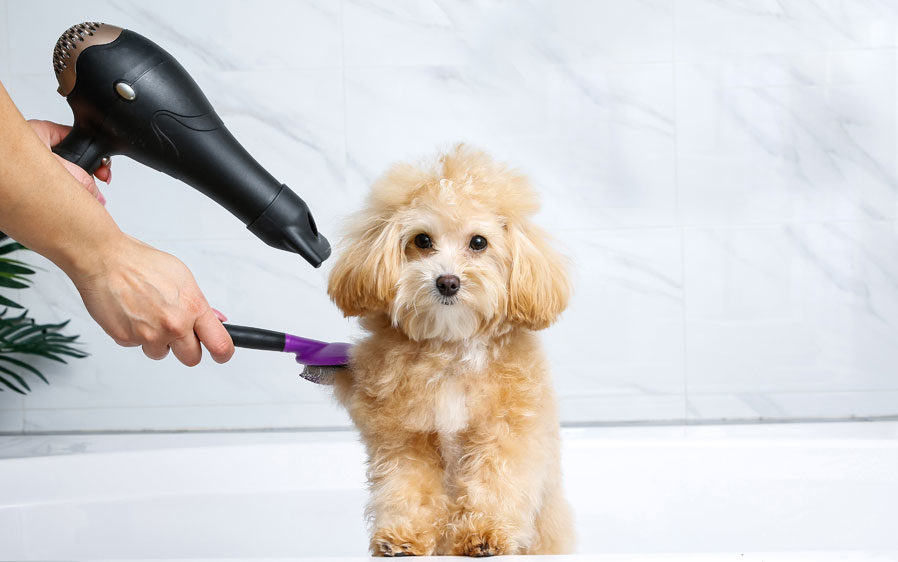 Dog being groomed and brushed after a bath with dog shampoo.