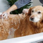 Dog getting a bath with Groomer's Best Professionals dog shampoo.