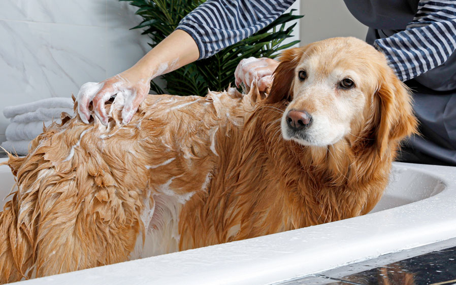 Dog in bathtub being bathed with Hartz Groomer's Best Professionals shampoo.