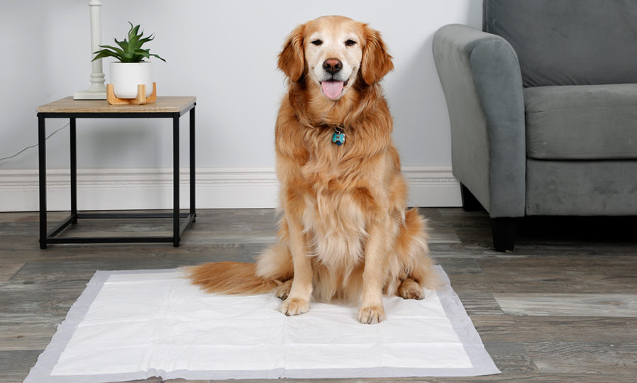 Dog sitting on a Hartz dog training pad.