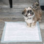 Dog using Hartz Home Protection regular size dog pad.
