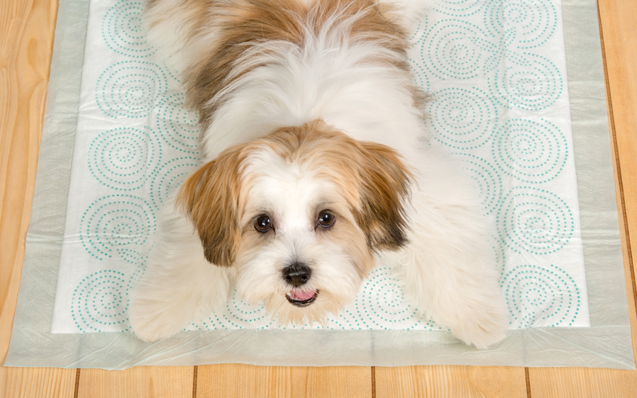 Home Protection Hartz