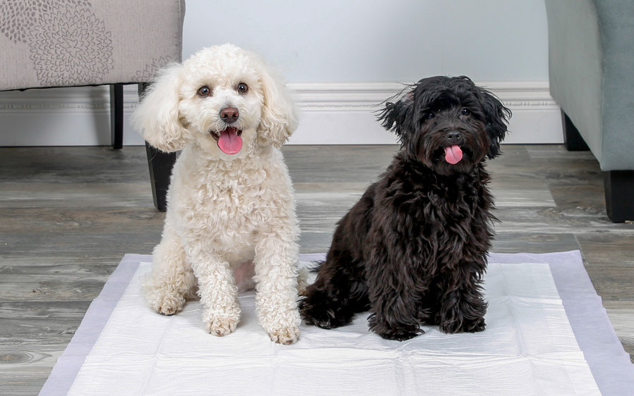 Two dogs sharing a Hartz Home Protection Odor Eliminating XXl dog pad.