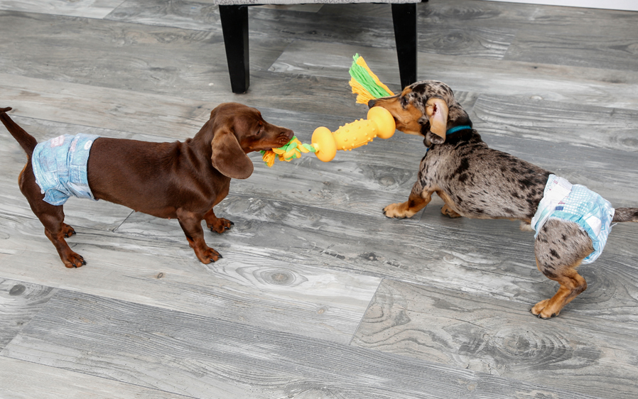 two dogs playing while wearing Hartz disposable diapers and wraps for dogs