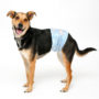 Dog wearing Hartz medium disposable male wrap for dogs
