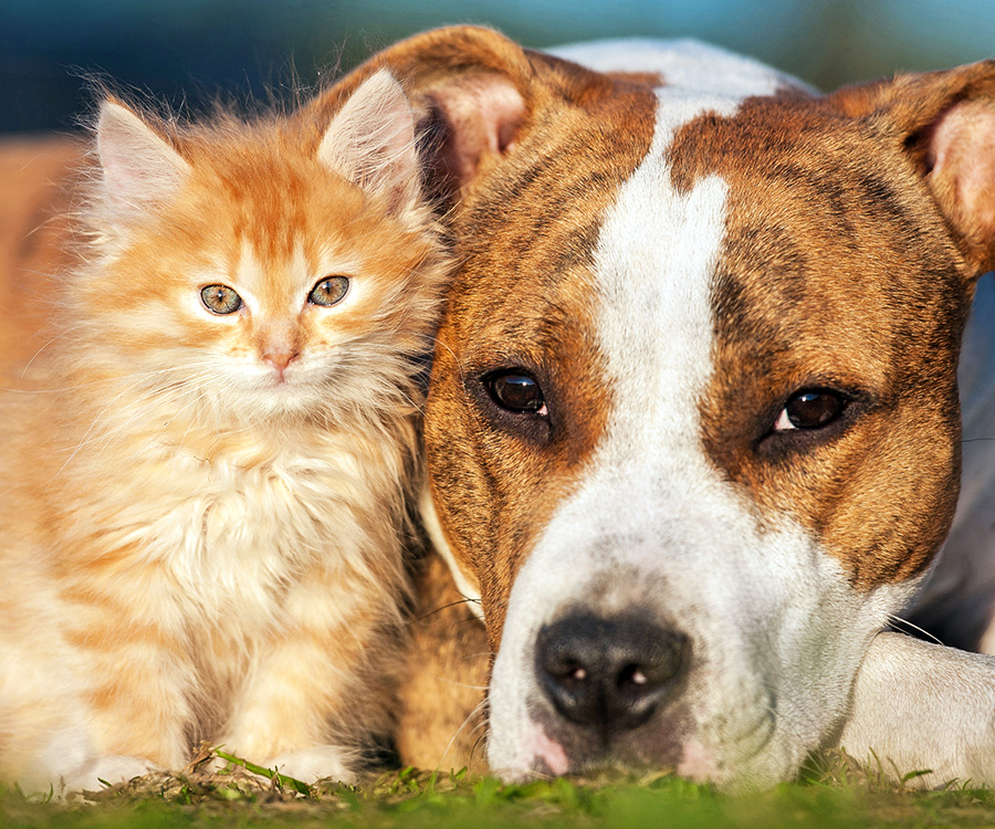 Ginger kitten and terrier dog in grass. Use the right flea and tick treatment on your pet.
