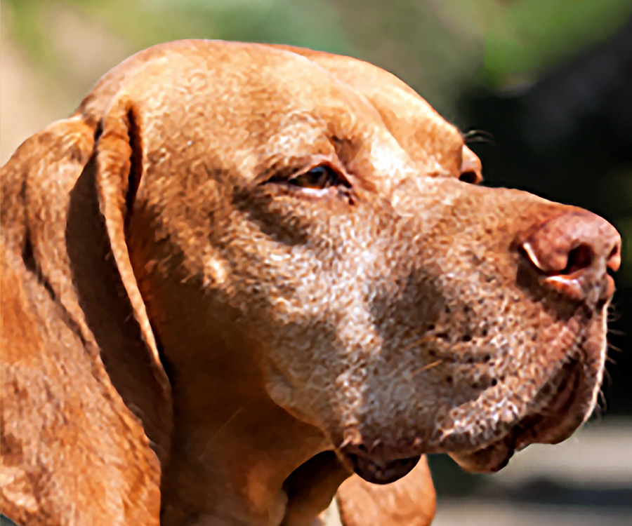 Dog looking right - It's good to understand how flea collars work and how they keep your pet safe and healthy.