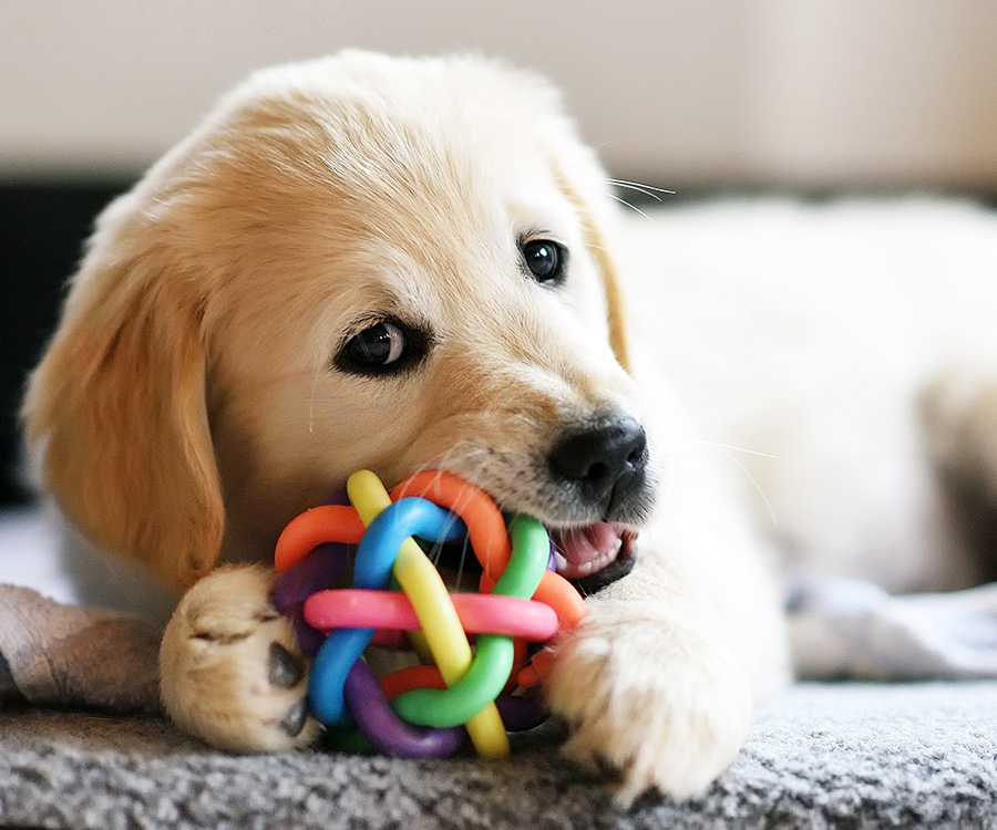 Puppy chewing toy in bed. Prevent fleas in your home to keep your pet healthy.