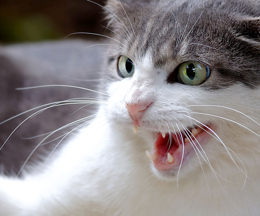 A feline hissing can be taken as aggressive cat behavior.