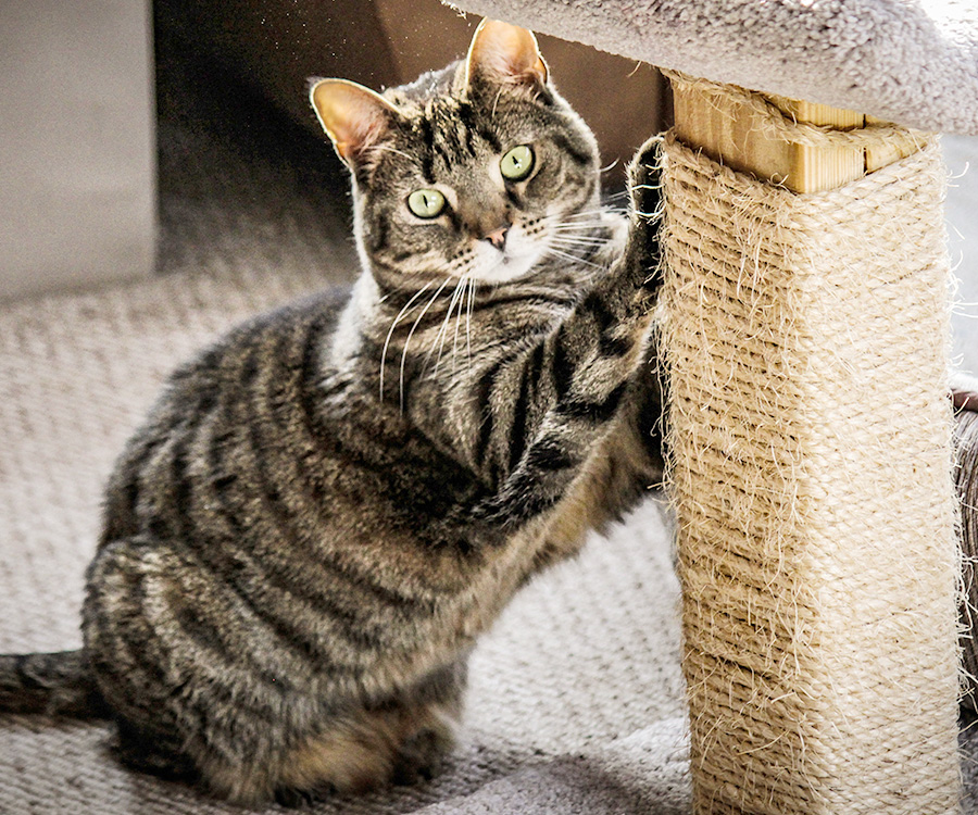 Tabby cat scratching post