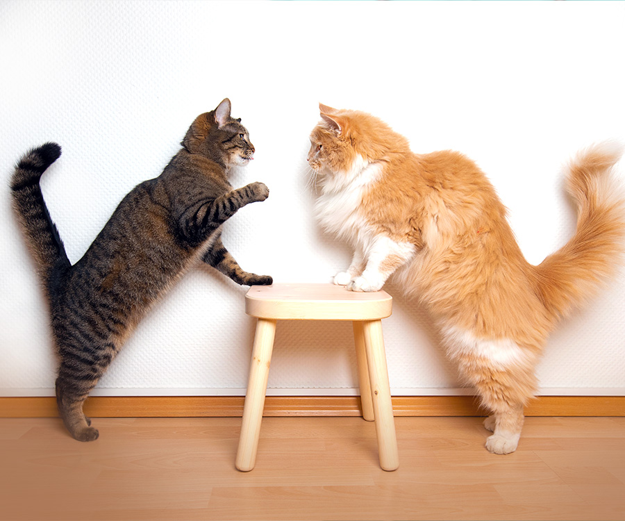 Tabby cat and ginger cat face each other up on hind legs with paws on stool in middle
