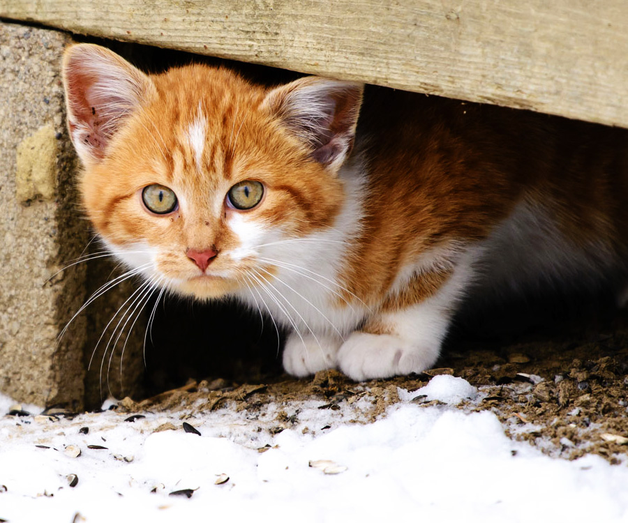 A feral cat, such as this orange and white kitty peering from a crawlspace, prefers to live outdoors.