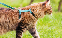 A cat harnessed and leashed walking outdoors