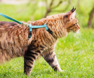 A cat harnessed and leashed walking outdoors