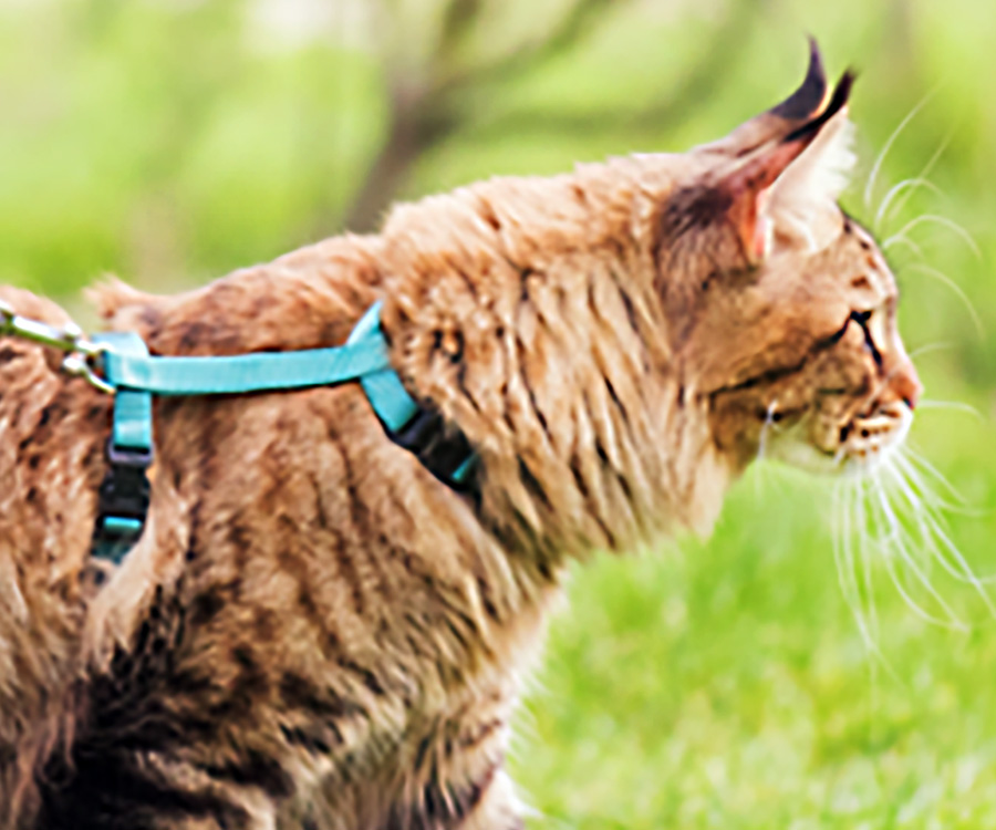 Cat leash training - A cat harnessed and leashed walking outdoors