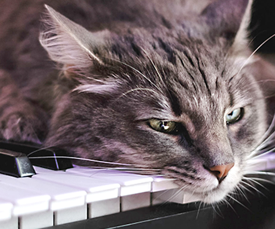 Cat music making? Close up of cat face lying on piano keys