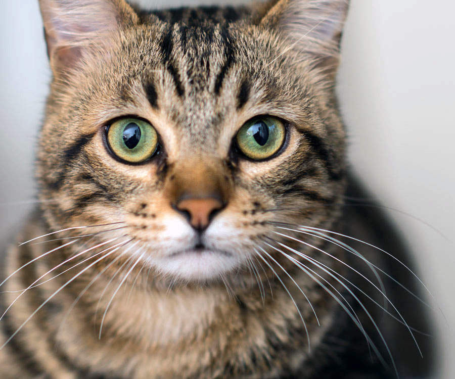 Get ideas for choosing a name for your new cat, such as this brown tabby.