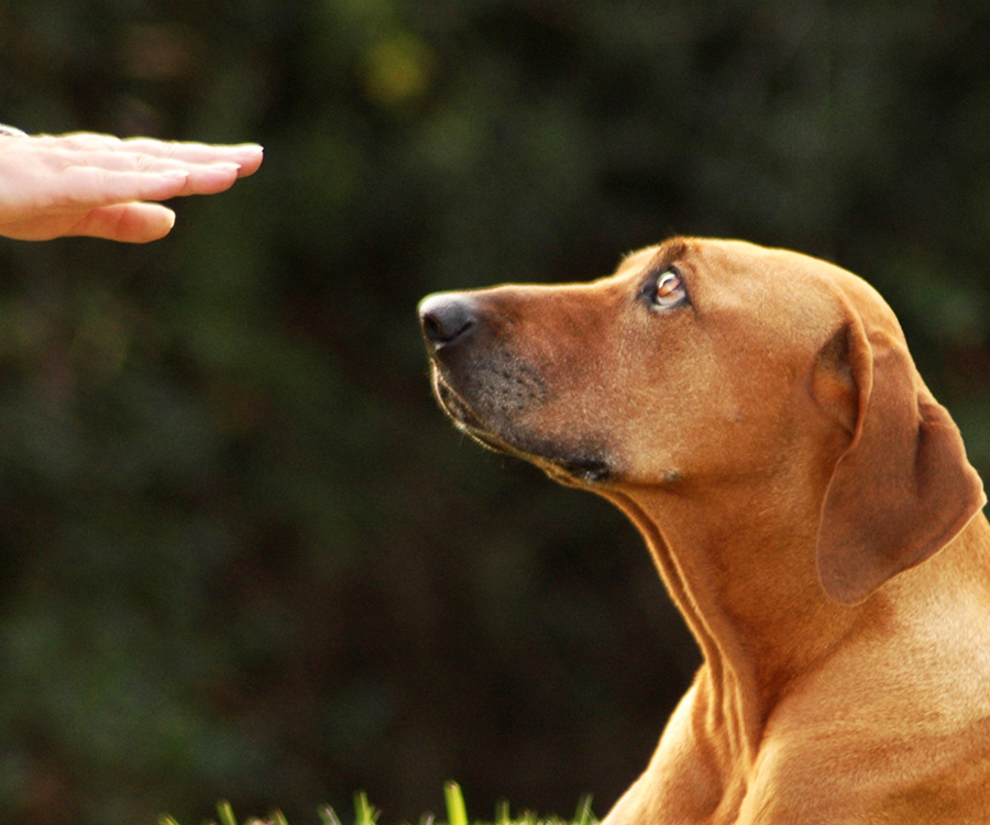 Dog Training - Hand signal used for training dog to lay down