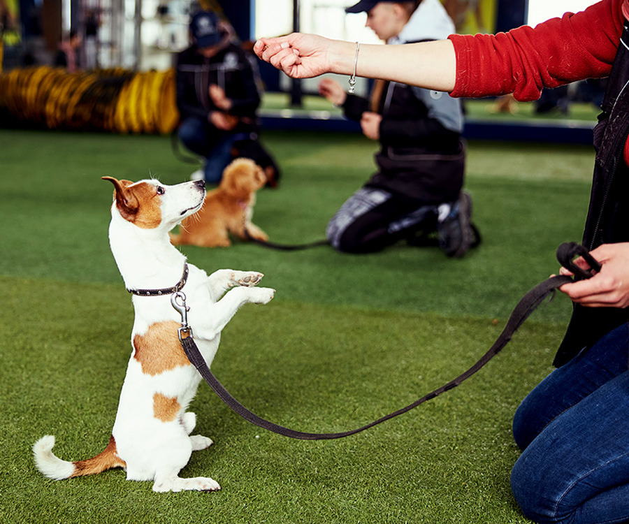 Dog Training - Dog trainer practicing the Stand command