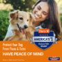 Protect tour dog from fleas and ticks