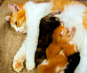 Mom cat nursing kittens
