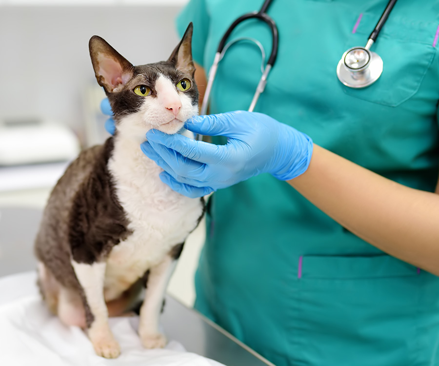Cornish Rex cat examined by veterinarian