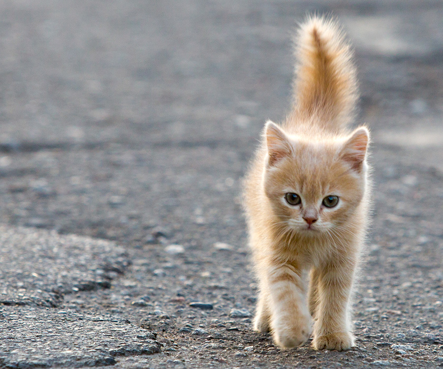 Orange tabby kitten walking alone on street.