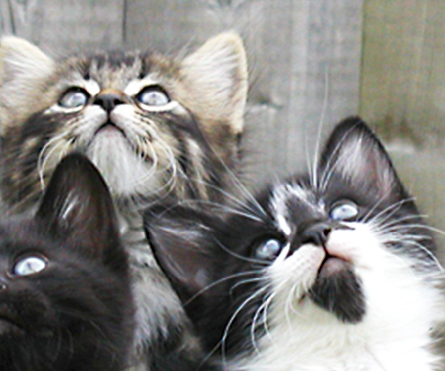 Three kittens outdoors looking up.