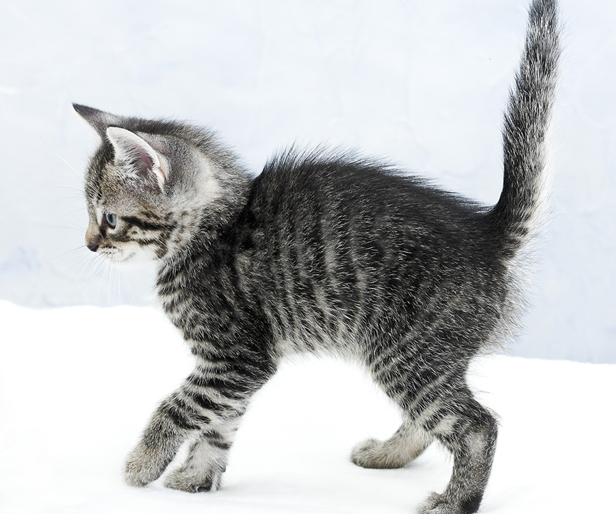 Young gray tabby cat with fur and tail up