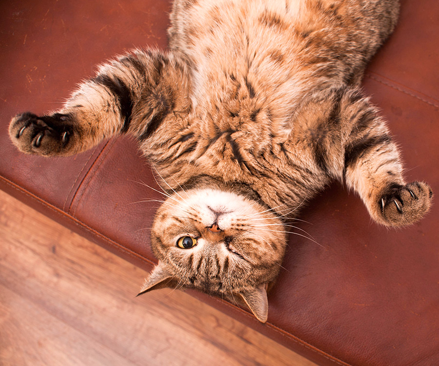 Cat showing belly winking left eye lying on back with paws up