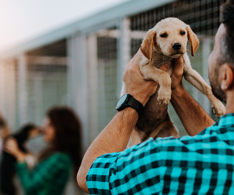 People looking to adopt a dog at animal shelter