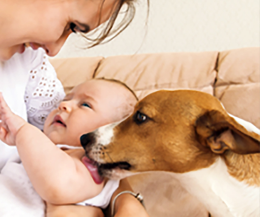 Introducing newborn to dog or cat - Mother looks at baby while dog licks baby's arm