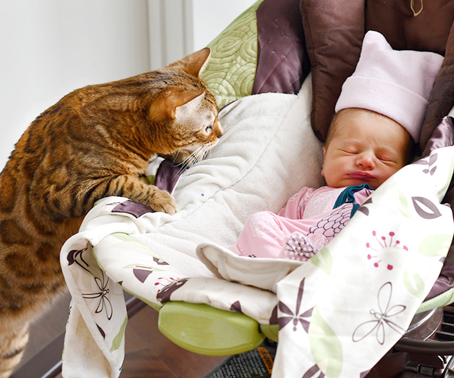Bengal cat on hind legs looks at sleeping baby in carrier