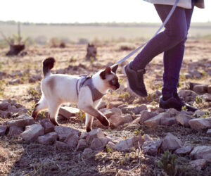 Mekong bobtaile cat with leash walking in park. Woman walking cat on a leash outdoors in nature