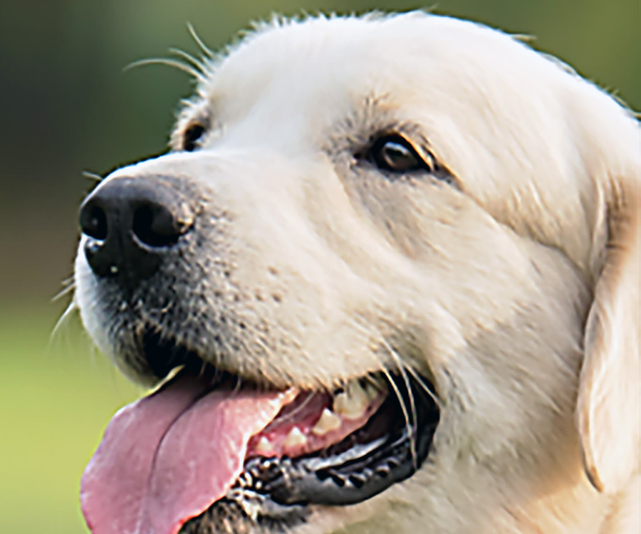 Dog Names - Dog looking left with wagging tongue - Dog names you choose can help in his/her training and behavior.