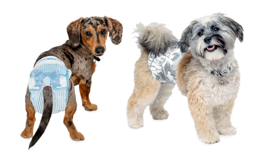 Diapering needs differ for male and female dogs.